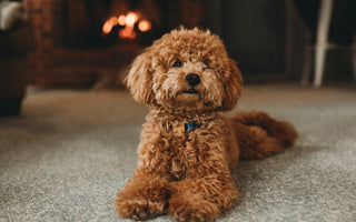 The Top 10 Hypoallergenic Dog Breeds for Allergy Sufferers