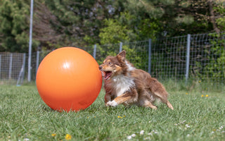 An Introduction to Treibball: A Fun and Engaging Activity for Dogs of All Breeds