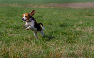 Most Popular Dog Breeds: #5 Beagle