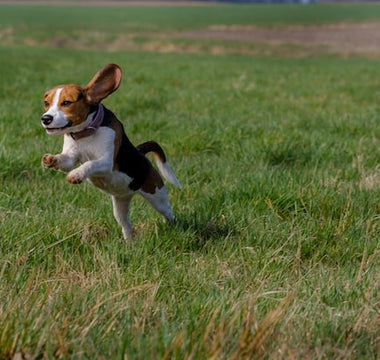 Most Popular Dog Breeds: #5 Beagle