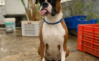 Most Popular Dog Breeds: #10 Boxers