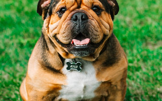 Most Popular Dog Breeds: #4 Bulldog