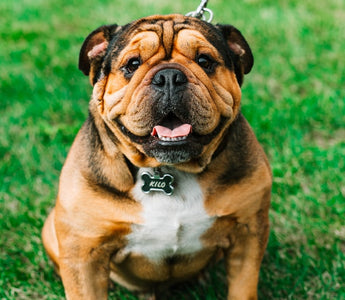 Most Popular Dog Breeds: #4 Bulldog