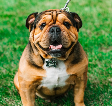 Most Popular Dog Breeds: #4 Bulldog