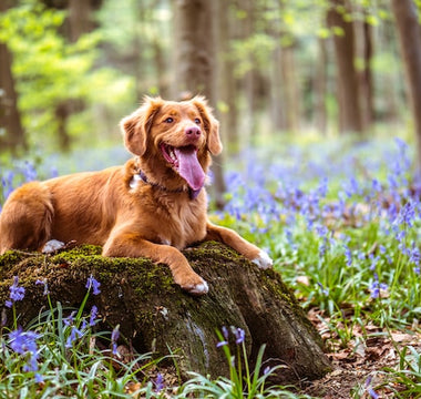 The Benefits of Bacillus Coagulans For Dogs