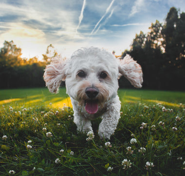 The Benefits of Fungal Cellulase & Tricoderma Longibrachiatum For Dogs