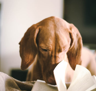 Unleashing The Best Sources for Dog Supplement Research: A Guide for Pet Parents
