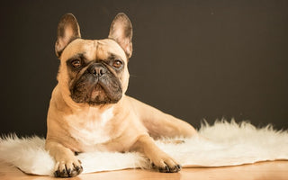 Most Popular Dog Breeds: #6 French Bulldog