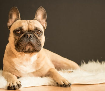 Most Popular Dog Breeds: #6 French Bulldog