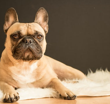 Most Popular Dog Breeds: #6 French Bulldog