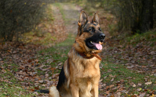 Most Popular Dog Breeds: #2 German Shepherds