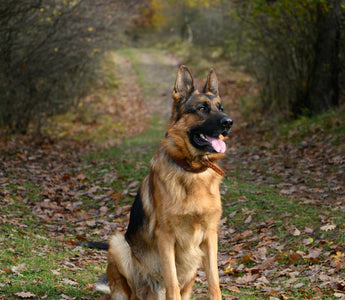 Most Popular Dog Breeds: #2 German Shepherds