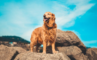 Most Popular Dog Breeds: #3 Golden Retriever