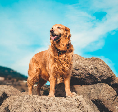 Most Popular Dog Breeds: #3 Golden Retriever