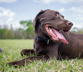The Benefits of Bacillus Subtilis For Dogs