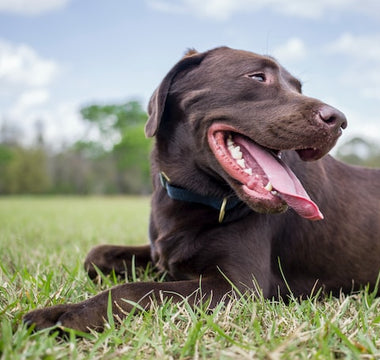 The Benefits of Bacillus Subtilis For Dogs