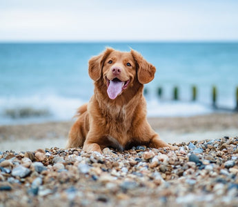 The Benefits of Bacterial Protease & Bacillus Licheniformis For Dogs