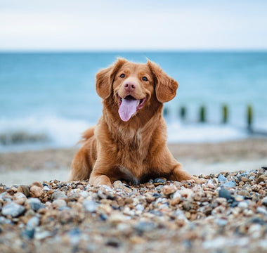 The Benefits of Bacterial Protease & Bacillus Licheniformis For Dogs