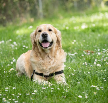 The Benefits of Fungal Lipase & Rhizopus Oryzae For Dogs