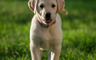 Most Popular Dog Breeds: #1 Labrador Retrievers