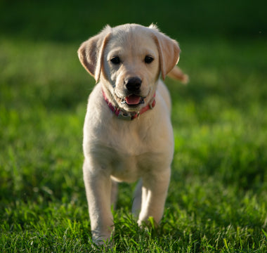 Most Popular Dog Breeds: #1 Labrador Retrievers