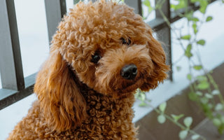 Most Popular Dog Breeds: #7 Poodle