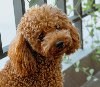 Most Popular Dog Breeds: #7 Poodle