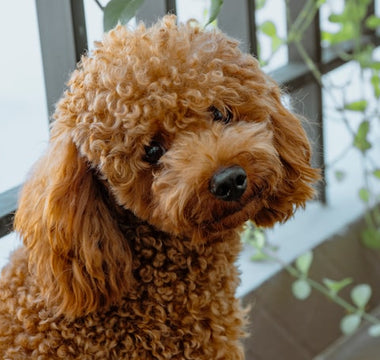 Most Popular Dog Breeds: #7 Poodle