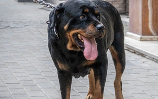 Most Popular Dog Breeds: #8 Rottweiler