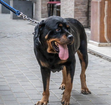 Most Popular Dog Breeds: #8 Rottweiler