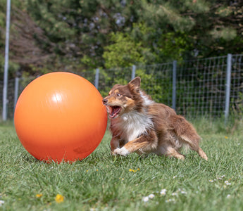 An Introduction to Treibball: A Fun and Engaging Activity for Dogs of All Breeds