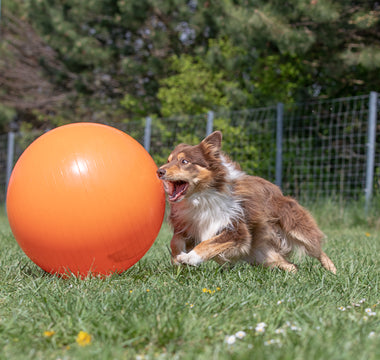 An Introduction to Treibball: A Fun and Engaging Activity for Dogs of All Breeds