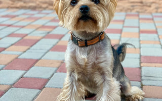 Most Popular Dog Breeds: #9 Yorkshire Terrier