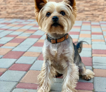 Most Popular Dog Breeds: #9 Yorkshire Terrier