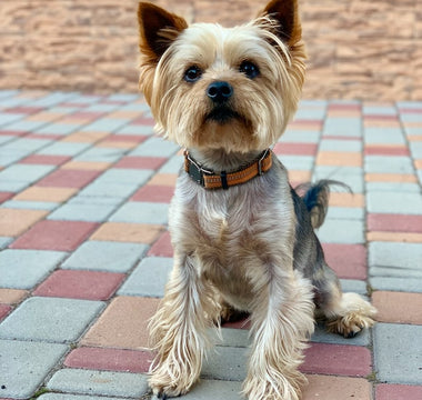 Most Popular Dog Breeds: #9 Yorkshire Terrier